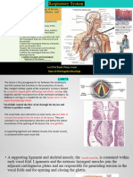 Respritory System Part2