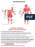 4-SISTEMA MUSCULAR 2a Yesi