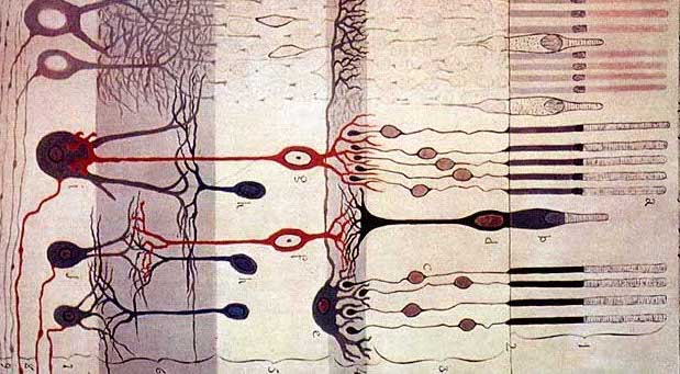 Drawing of retinal neurons by Santiago Ramón y Cajal