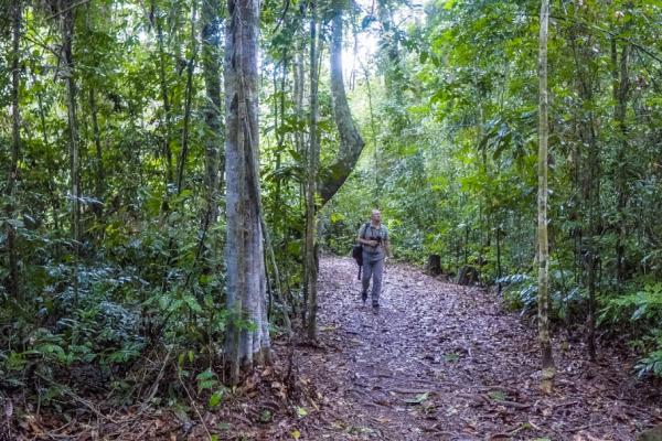 Forest in Gabon