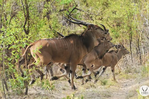 Elands running