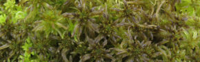 Sphagnum fallax (Image courtesy of Jonathan Shaw, Duke University)