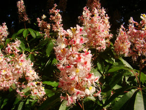 Aesculus indica, Indian horse chestnut, flowering, tree, plant, garden, fruit, deciduous, fast growing