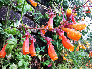 Eccremocarpus scaber - Chilean Glory Flower