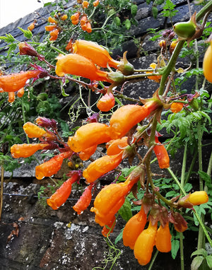 Eccremocarpus scaber - Chilean Glory Flower