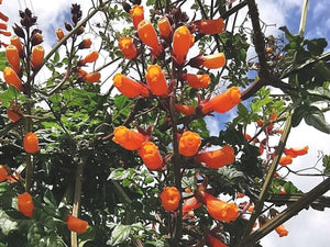 Eccremocarpus scaber - Chilean Glory Flower