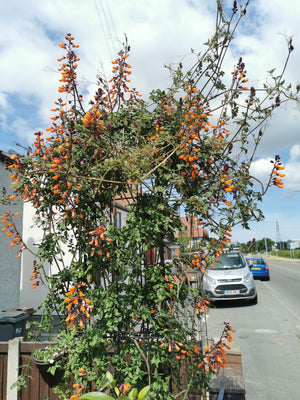 Eccremocarpus scaber - Chilean Glory Flower