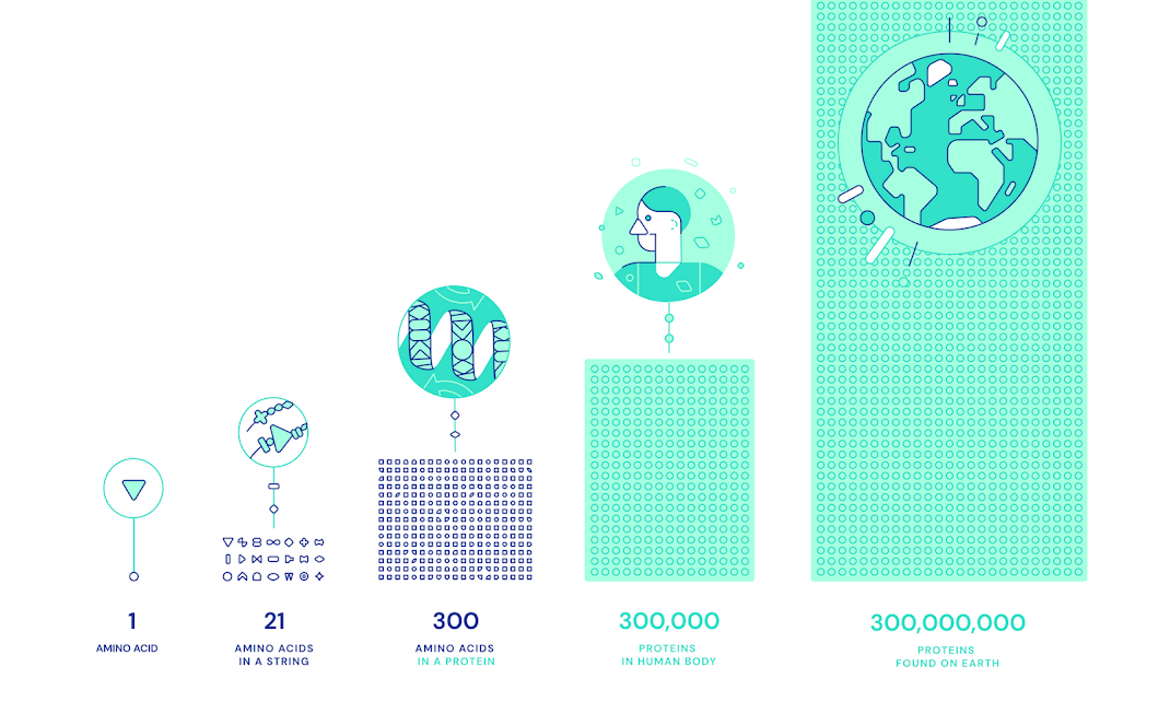 Visualization how many amino acids comprise a protein,  and how many proteins are found in the human body and on Earth