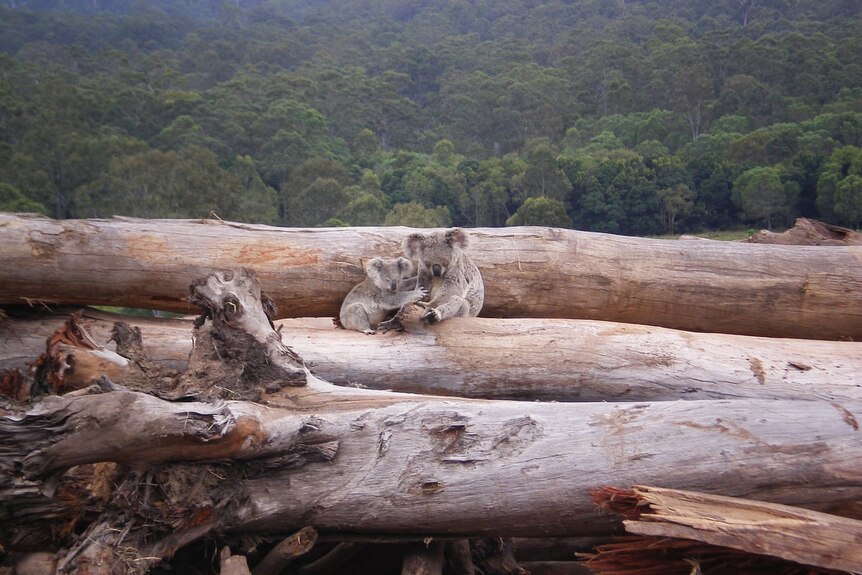 A koala mother and joey on a log pile in Queensland