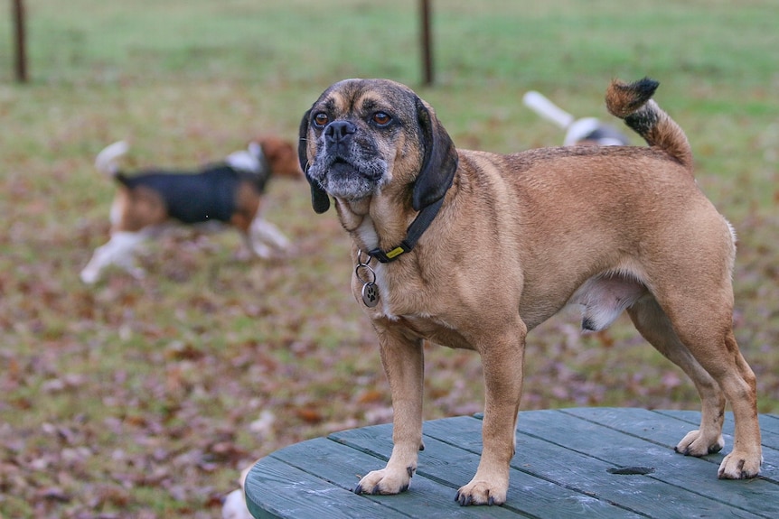 A dog with a beagle-like body and a pug face stands on a table