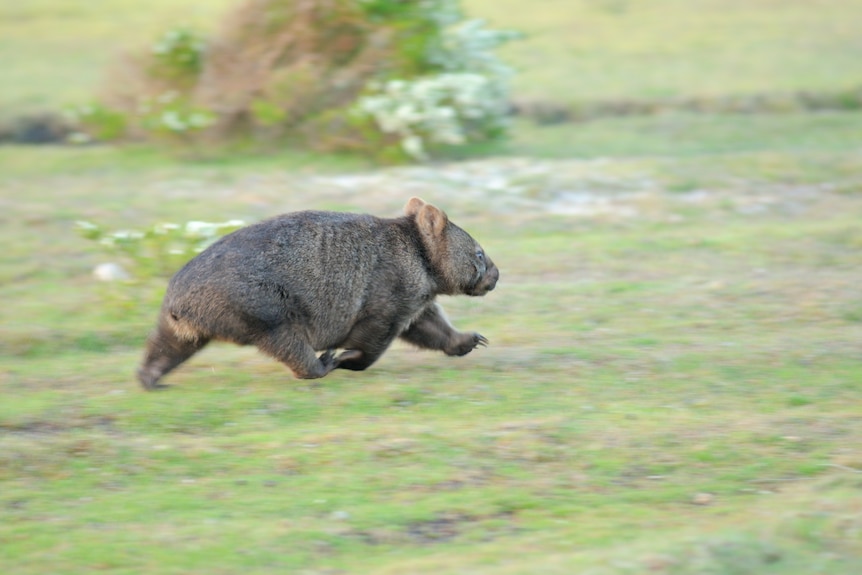 A panning shot of a wombat running across green grass, the wombat is sharp but its feet and the background are blurred