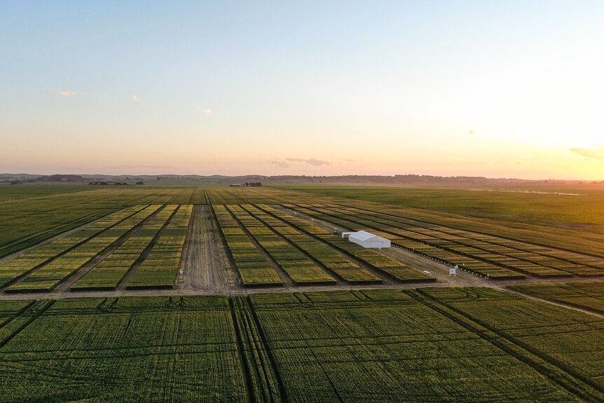 Photo of a wheat farm