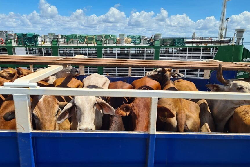 Cattle in a crate at Darwin Port, March 2023. 