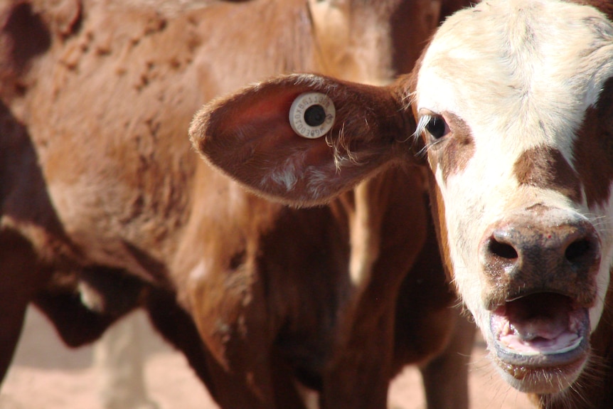 Young hereford calves with NLIS tag