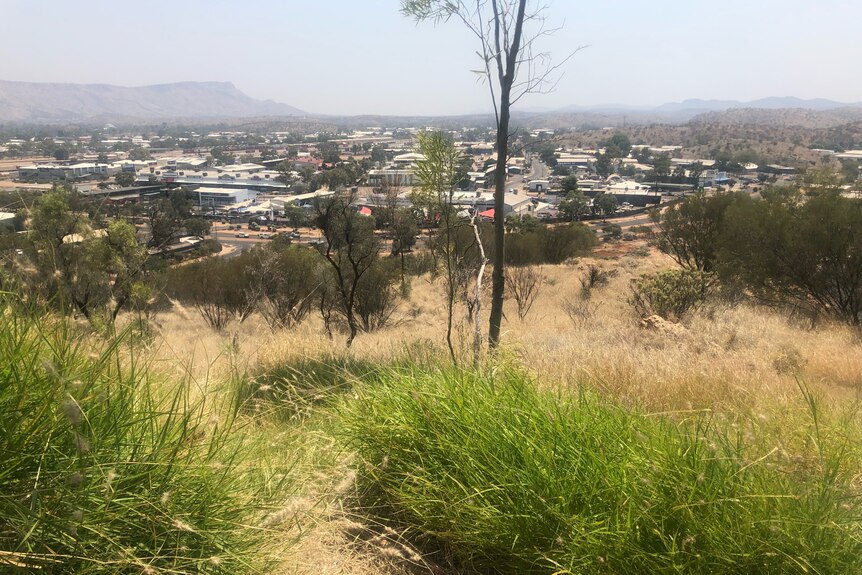 Buffel grass in foreground, Alice Springs in background