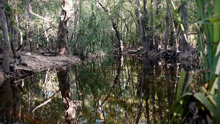 A swampy shallow creek with trees around