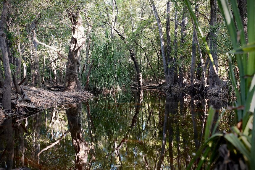 A swampy shallow creek with trees around