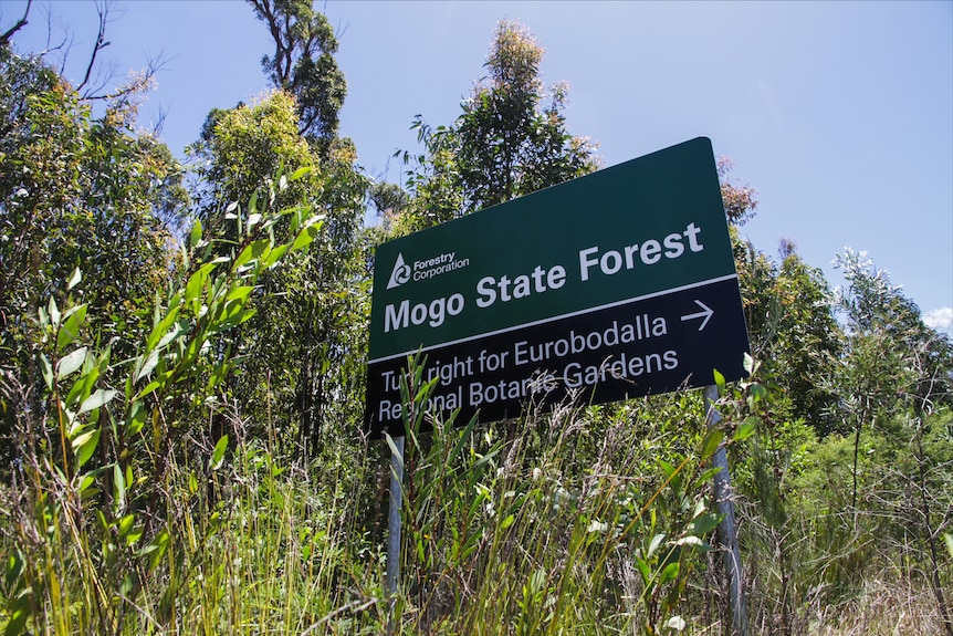 Mogo State Forest