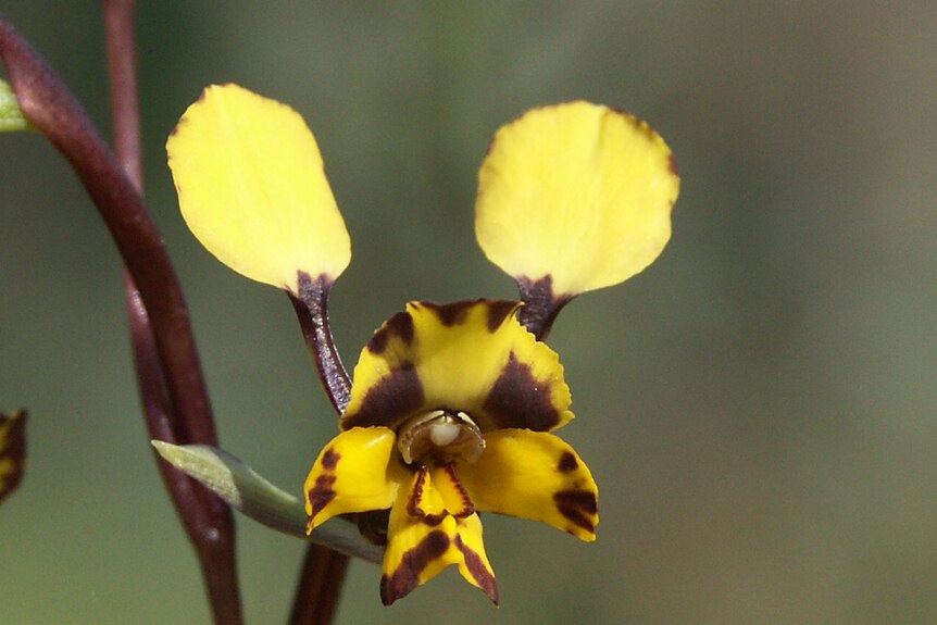 A yellow orchid flower with black spots.