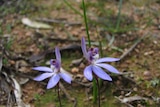 Blue fingers orchid