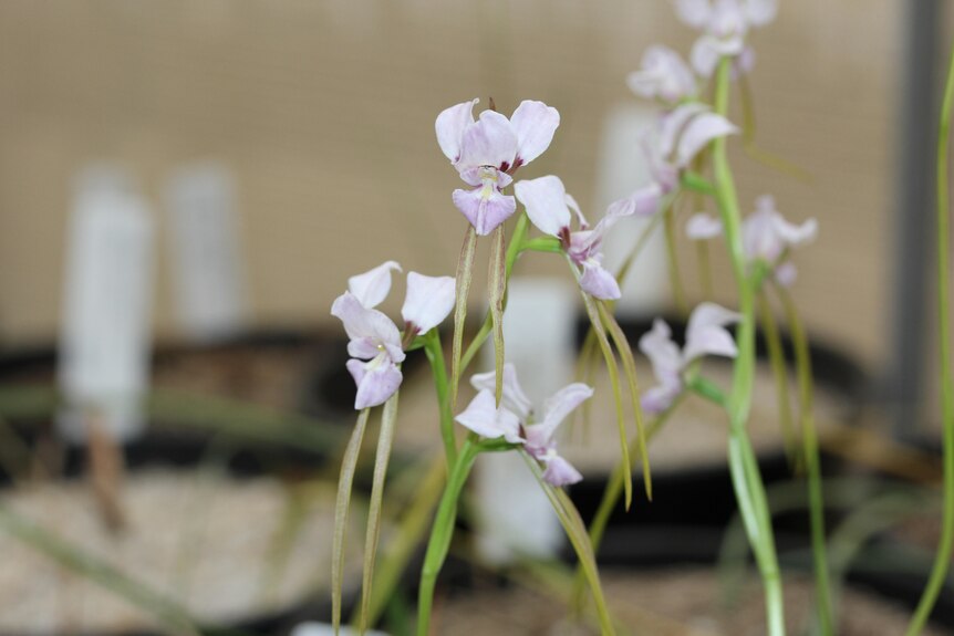 Many small white flowers on stems.