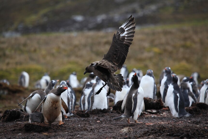 A brown bird is airborne just off the ground facing off with a small penguin in a larger colony