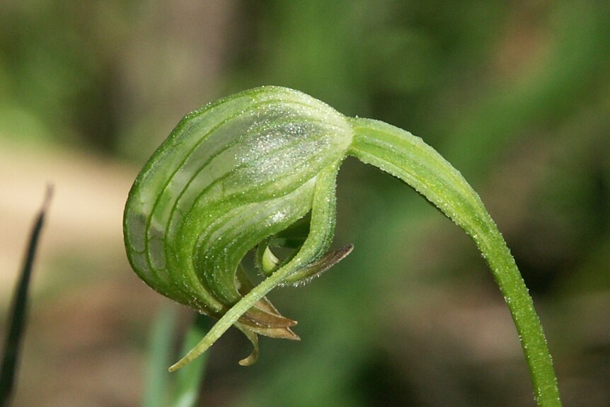 A closed green flower.