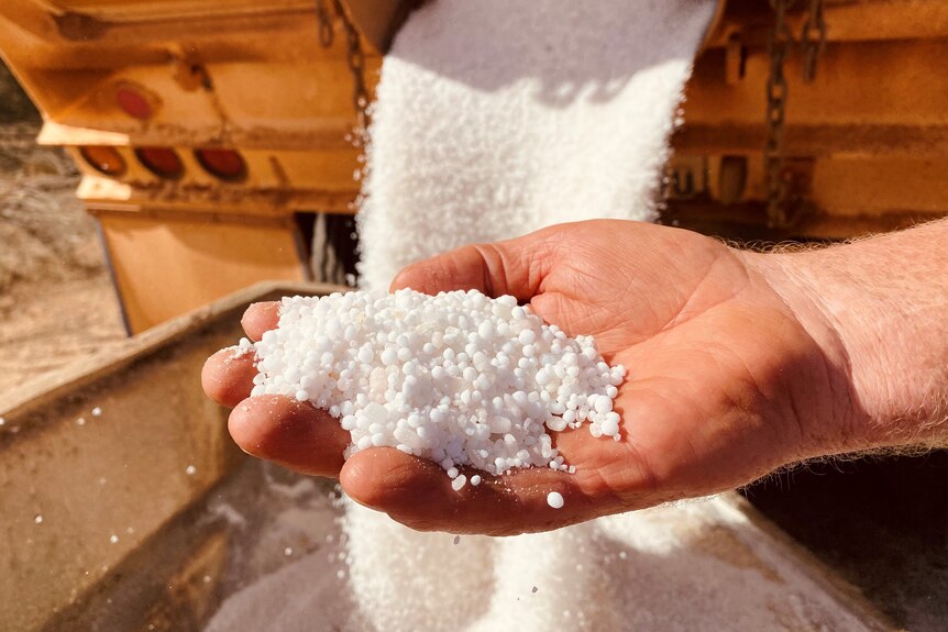 A hand holds brilliant white fertiliser while a truck tips it off in the background