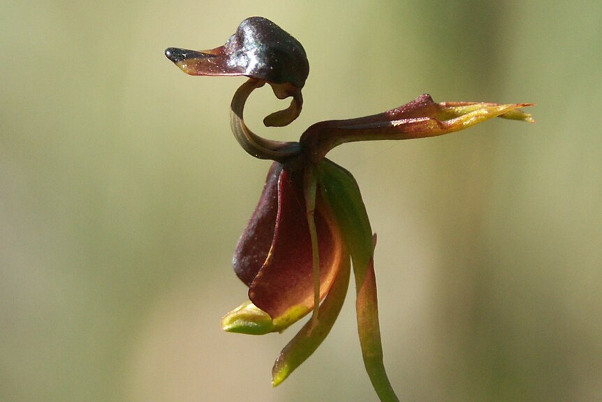 An unusually shaped flower shaped like a duck's head.