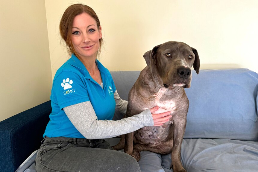 Women in a blue SARG shirt sits with an older looking grey dog 