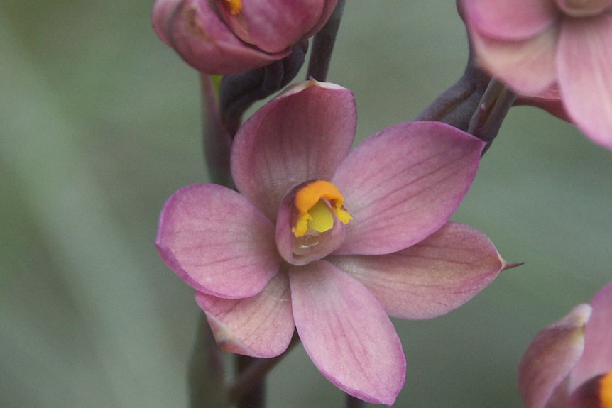 A pink-purple flower with an orange centre.