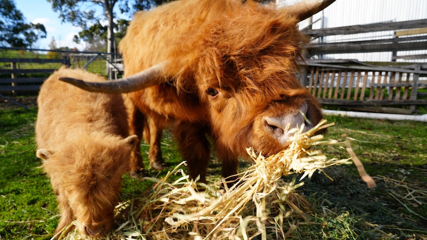 close up cows