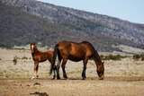 A young horse and its mother in front of a mountain.