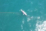 Drone vision of a dolphin carcass floating in the ocean in a net.