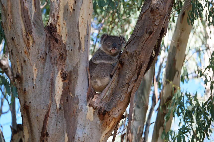 A koala in a gum tree