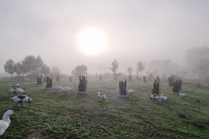 A frosty morning at a farm.