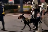 Two men in tan uniforms holding a lead with a large guard dog, walk behind an Aboriginal man at night. Their faces are blurred.