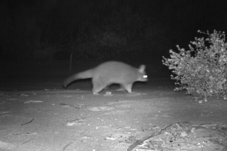 black and white image of brushtail possum