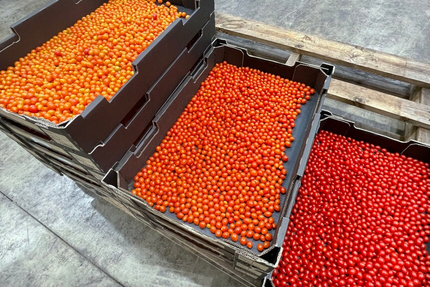 Photo of three boxes with tomatoes in them.