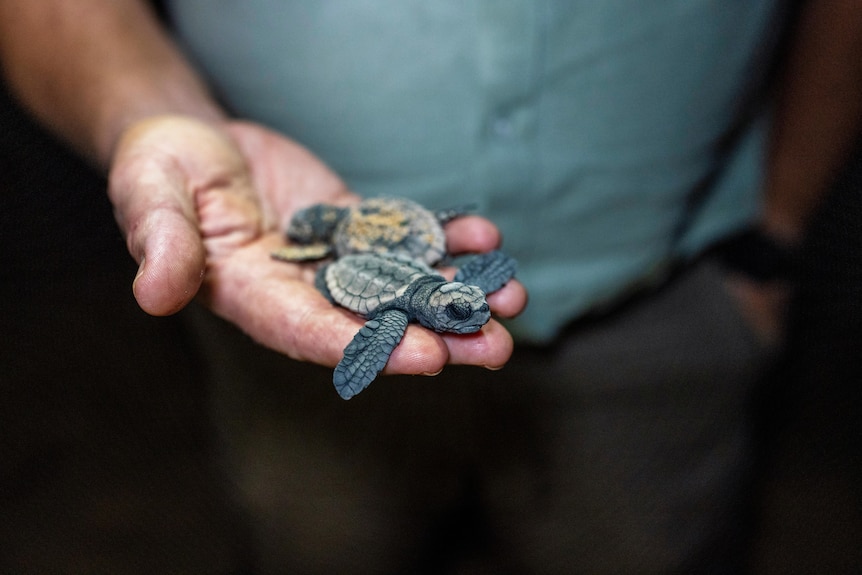 Sea turtle hatchling sitting in the palm of a man's hand