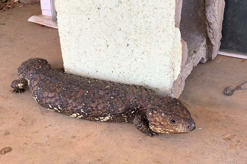 A shingleback blue tongue lizards 