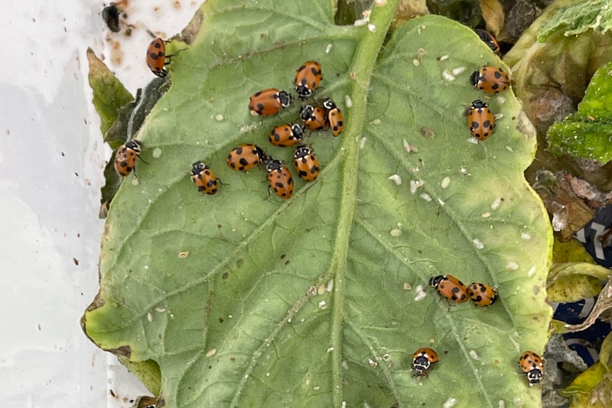 Ladybirds and  potato tomato psyllid on a leaf