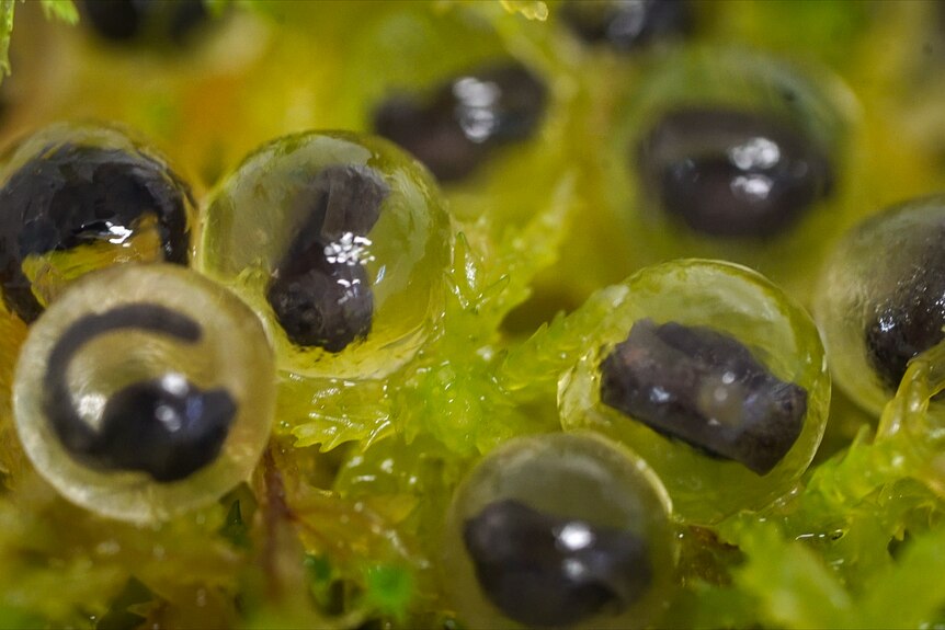 a pile of frog eggs sitting on moss