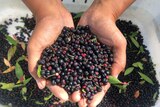 Pepper berries are held in a person's hands.