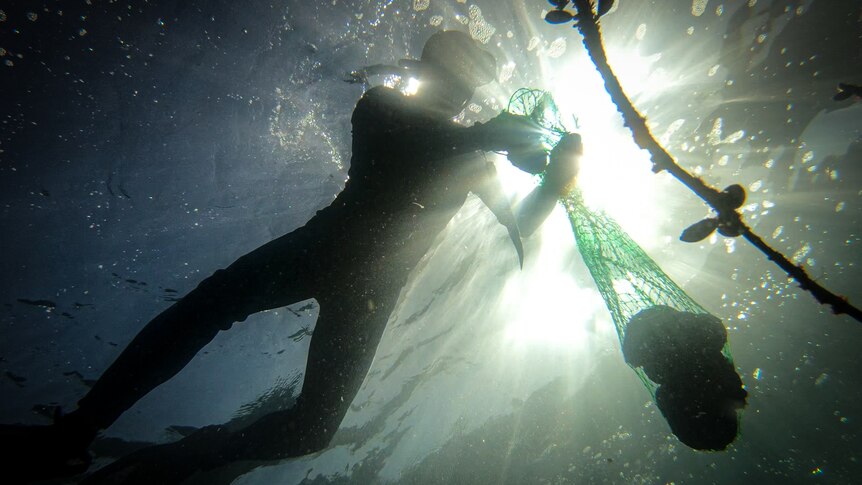 A silhouette of a diver going fishing off NSW coastline