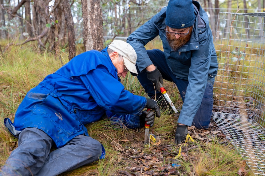 Two men testing soil at an orchid planting site.