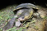 A close-up of a turtle head in foreground and shell in background