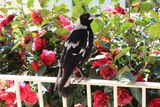 Hand feeding a magpie