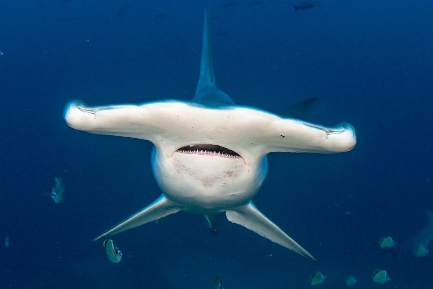 A front-on view of a hammerhead shark