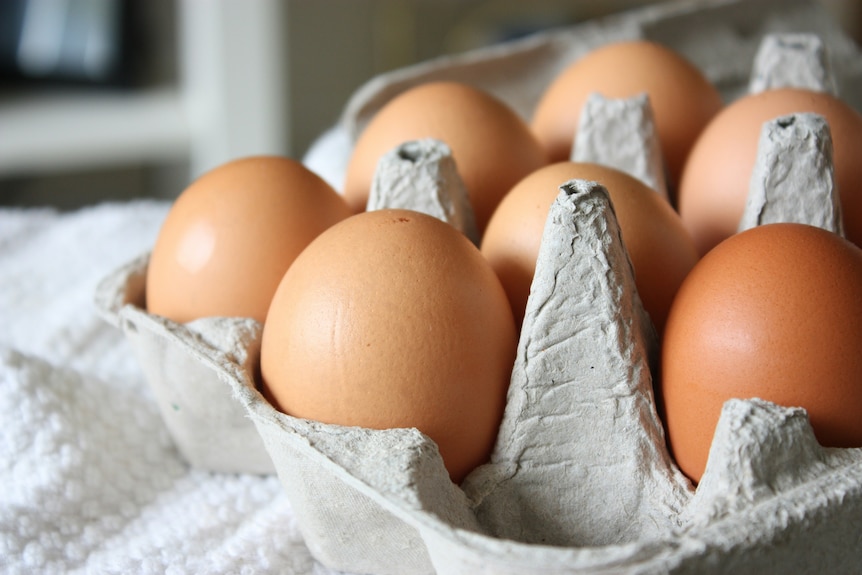 Close-up of seven eggs sitting in a cardboard carton.